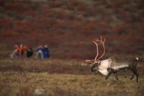 Barren-ground caribou bull on autumnal tundra with tourists watching near Whitefish Lake, Northwest Territories, Canada — Stock Photo