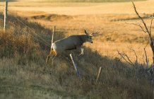 Maschio mulo cervo saltare oltre la recinzione sul campo — Foto stock