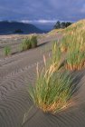 Whaler Island dune di sabbia ed erba costiera, Clayoquot Sound, Vancouver Island, Columbia Britannica, Canada . — Foto stock