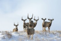 Mule Deer Adult Males on snowcapped hill — Stock Photo