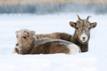 Mouflons d'Amérique et agneau aux muselières couvertes de givre se reposant dans le parc national Jasper, Alberta, Canada — Photo de stock