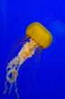 Море кропиви медуз у воді акваріума синій — стокове фото
