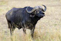 African buffalo bull in meadow of Masai Mara Reserve, Kenya, East Africa — Stock Photo