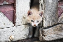 Кошеня дивиться крізь двері сараю, крупним планом — стокове фото