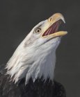 Лысый орлан с открытым клювом на открытом воздухе . — стоковое фото