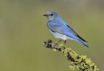 Uccello azzurro di montagna appollaiato su ramo muschiato — Foto stock