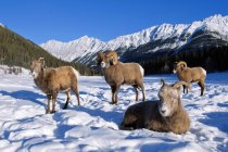 Овцы Бигхорн отдыхают на снегу в Национальном парке Джаспер, Альберта, Канада — стоковое фото