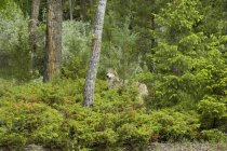 Lobo na floresta de primavera folhagem de Montana, EUA . — Fotografia de Stock