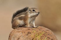 Harris-antelope ground squirrel perched on rocks in Arizona desert, USA — Stock Photo