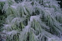 Aiguilles en pin blanc recouvertes de glace, plein cadre — Photo de stock