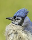 Portrait of blue jay with crest, side view — Stock Photo