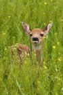 Whitetail deer fawn standing in flowering field of wild mustard plant — Stock Photo