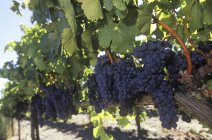 Uvas frescas en el viñedo en el campo . - foto de stock