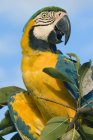 Adult blue and yellow macaw on perch, Pantanal, Brazil — Stock Photo