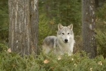 Wolf im herbstlichen Laub des Waldes, Montana, USA. — Stockfoto