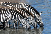Равнинные зебры пьют на временной реке, заповедник Масаи Мара, Кения, Восточная Африка — стоковое фото