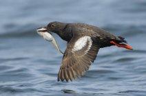 Pigeon guillemot en vol avec des poissons en bec, gros plan — Photo de stock