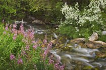 Горячие водоросли растут вдоль берега реки, Национальный парк Банф, Альберта, Канада — стоковое фото