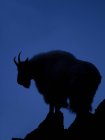 Silhouette of mountain goat standing on rock against blue sky. — Stock Photo