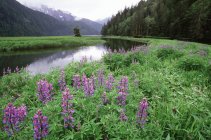 Altanash Estuary and flowering lupines at Central Coast, British Columbia, Canada. — Stock Photo