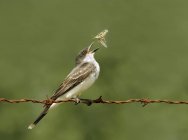 Eastern kingbird perched on barbed wire and catching grasshopper. — Stock Photo