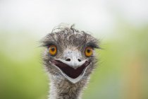 Emu ostrich opening beak outdoors, portrait — Stock Photo