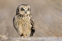 Short-eared owl sitting on tree in woods and looking away. — Stock Photo