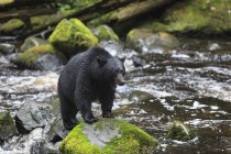 Orso nero in piedi sulla roccia nell'acqua di Thornton Creek, Columbia Britannica, Canada — Foto stock