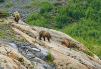 Ведмеді Грізлі за спаданням скельне освіта Рош Moutonnee Coastal гори, Британська Колумбія, Канада — стокове фото
