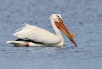 Grande pelican bianco nuotare in acqua, primo piano
. — Foto stock