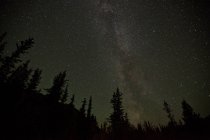 Milchstraße über Baumsilhouetten in Wäldern von Yukon, Kanada. — Stockfoto