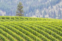 Campos de viñedos de Hilly en Okanagan Falls, Columbia Británica, Canadá . - foto de stock