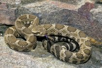 Serpent à sonnette de l'Ouest sur des rochers dans le sud de la vallée de l'Okanagan, Colombie-Britannique, Canada — Photo de stock