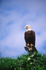 Bald eagle sitting on tree top, low angle view. — Stock Photo