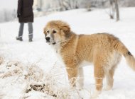 Grande filhote de cachorro Pirinéus em passeio de inverno com pessoa no fundo . — Fotografia de Stock