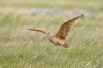 Long-billed curlew landing on grassy meadow. — Stock Photo