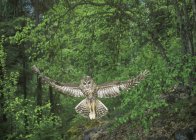 Gufo maculato settentrionale che vola nella foresta della Columbia Britannica, Canada . — Foto stock