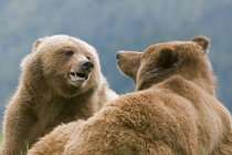 Par de ursos pardos acasalando na natureza, close-up . — Fotografia de Stock