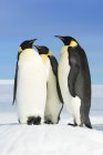 Três pinguins-imperador na Ilha Snow Hill, Mar de Weddell, Antártida — Fotografia de Stock