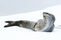 Femmina di foca leopardata adagiata sul pack ice, isola di Pleneau, penisola antartica, Antartide — Foto stock