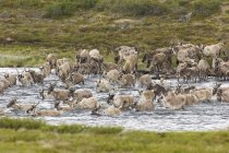 Herd of barren-ground caribous crossing river while summer migration at Northwest Territories, Canada — Stock Photo