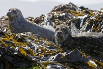 Par de focas portuarias mirando en cámara desde plantas de kelp en la costa rocosa . - foto de stock