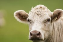 Vache charolaise sur fond vert, portrait . — Photo de stock