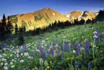 Pradera de flores silvestres en la ladera de South Chilcotin Range, Taylor Basin, Columbia Británica, Canadá . - foto de stock