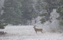 Взрослый белый олень в снежной шапке — стоковое фото