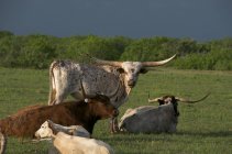 Herd of Texas Longhorn cattle at rest in summer green field in Texas, USA. — Stock Photo