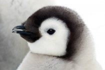 Emperor penguin chick, close-up portrait. — Stock Photo