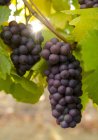Raisins mûrs prêts pour la récolte dans le vignoble, gros plan . — Photo de stock
