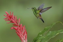 Copper-rumped hummingbird flying while feeding at flower in Trinidad and Tobago. — Stock Photo