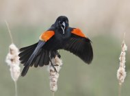 Red-winged blackbird sitting and calling on cattail plants — Stock Photo